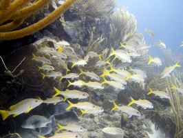IMG 3803 Yellow Goatfish